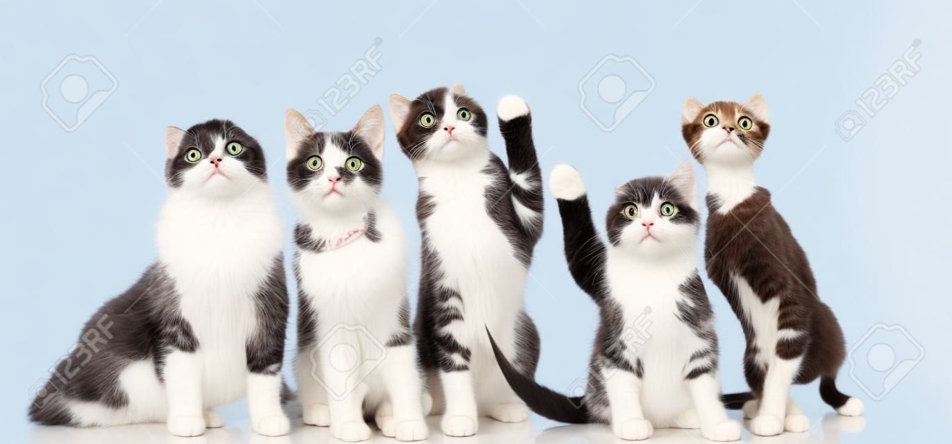 Fünf entzückende Katzen schauen auf, während sie auf weißem Hintergrund sitzen und stehen. Eine von ihnen sieht ängstlich und aggressiv aus