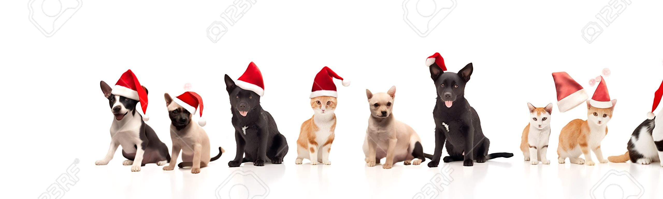 happy santa cats and dogs panting while sitting and standing on white background