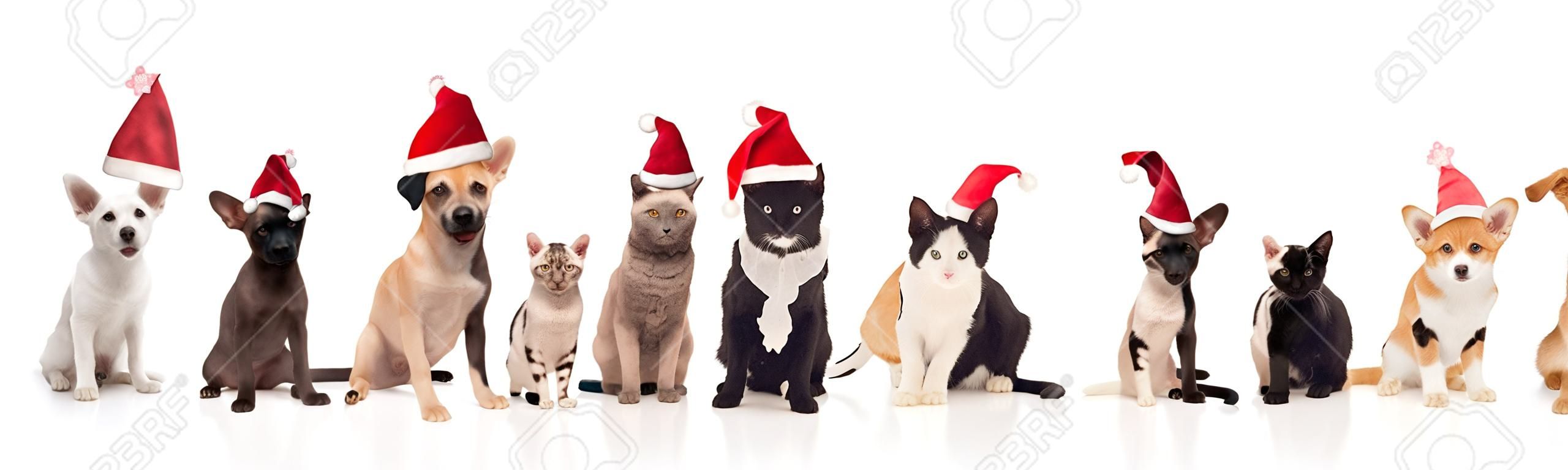 happy santa cats and dogs panting while sitting and standing on white background