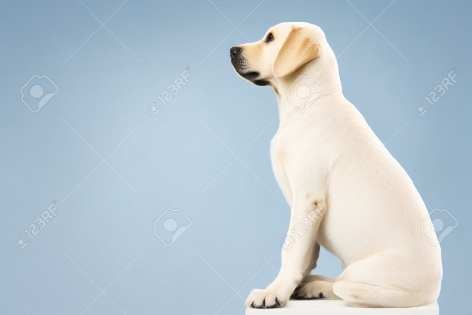 Widok z boku uroczego siedzącego szczeniaka labrador retriever patrzącego na coś na białym tle
