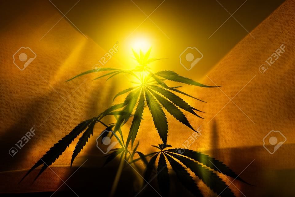 Sylwetka konopi i marihuany przed zbiorami w świetle słonecznym. Konopie ganja rozmyły tło z ciepłymi odcieniami zachodzącego słońca