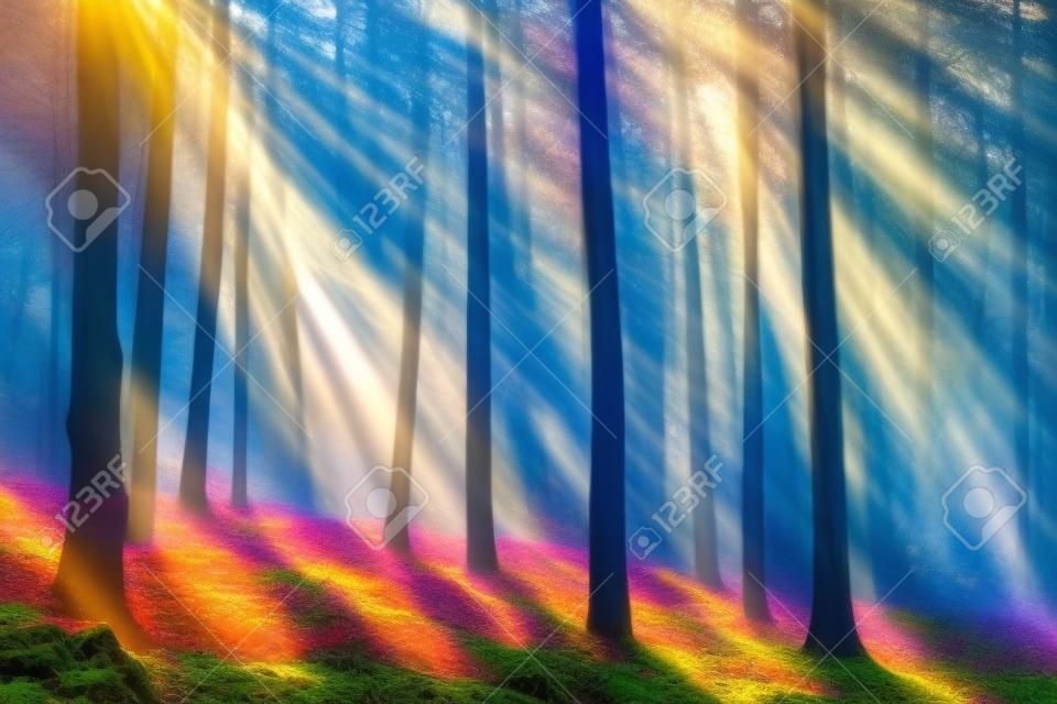 Colorful mystical forest with sun ray at morning