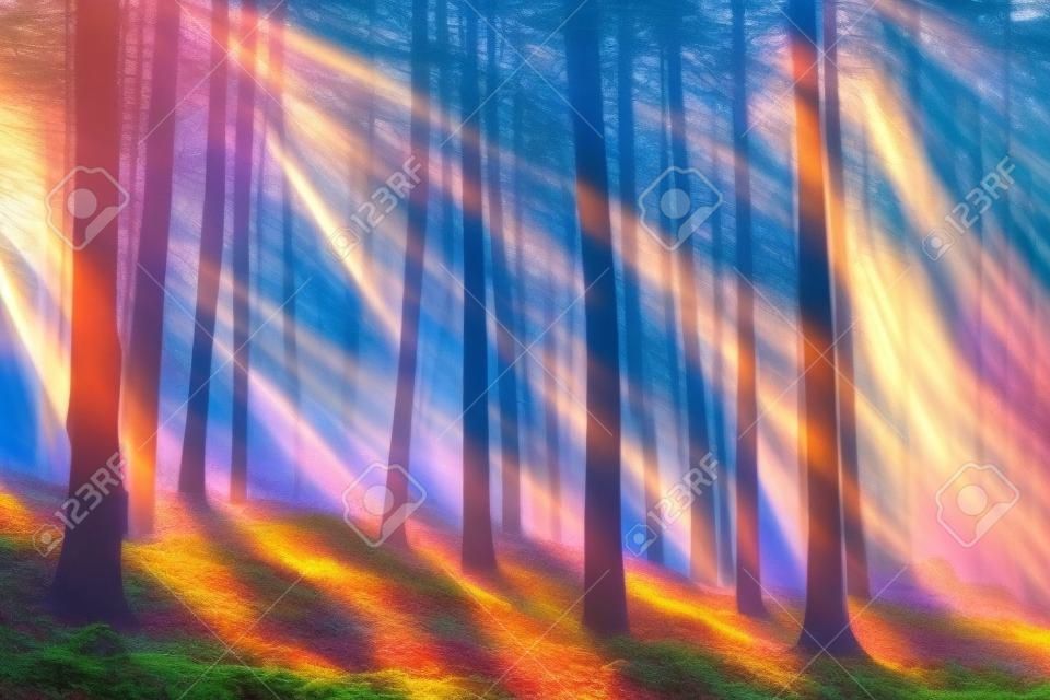 Colorful mystical forest with sun ray at morning