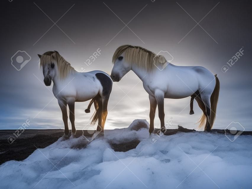 Due cavalli islandesi con i loro peni appesi