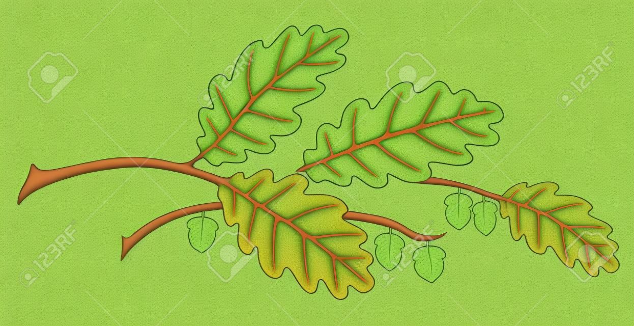illustration simplifiée de feuilles de chêne pour la décoration