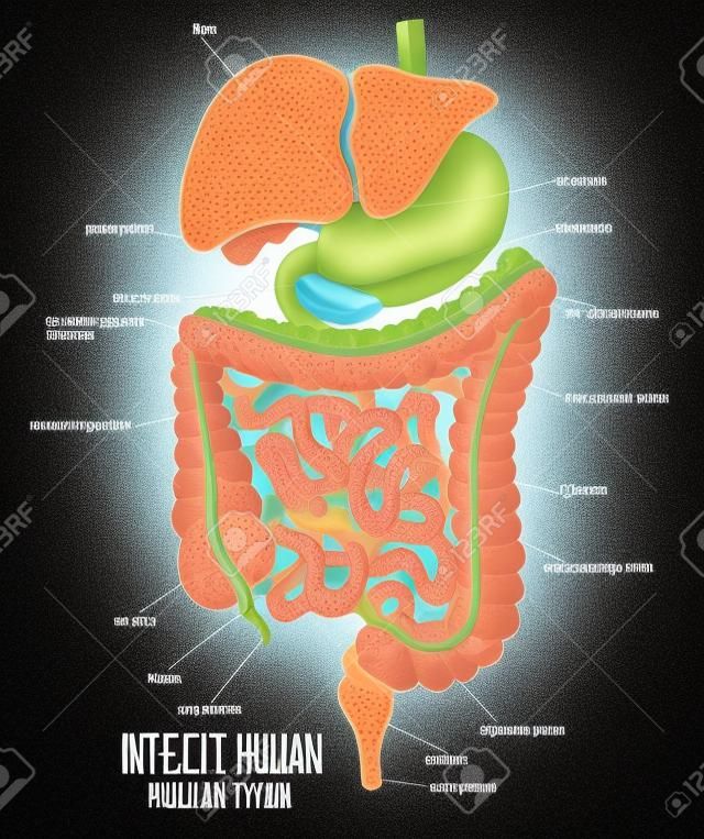 Het deel van de interne menselijke digestieve systeem Illustratie