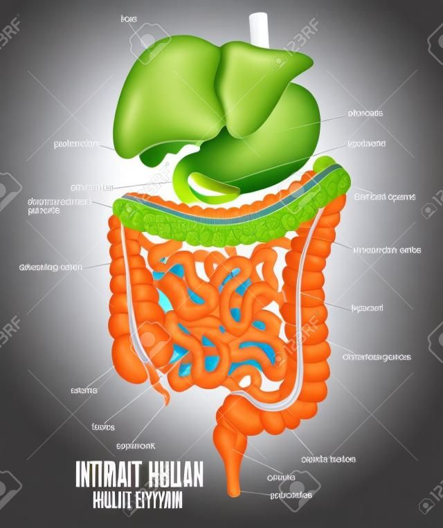 Часть пищеварительной системы внутреннего человека Иллюстрация