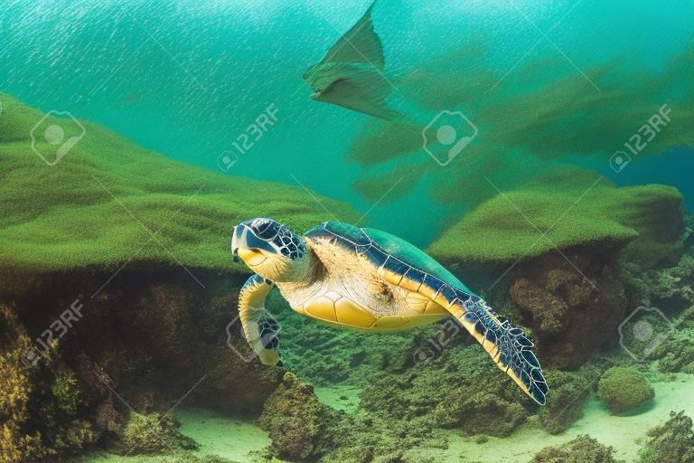 Tartaruga che nuota sotto l'acqua cristallina del mare tropicale