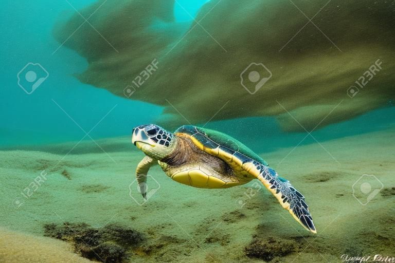 Turtle Swimming Under Crystal Clear Water Tropical Sea