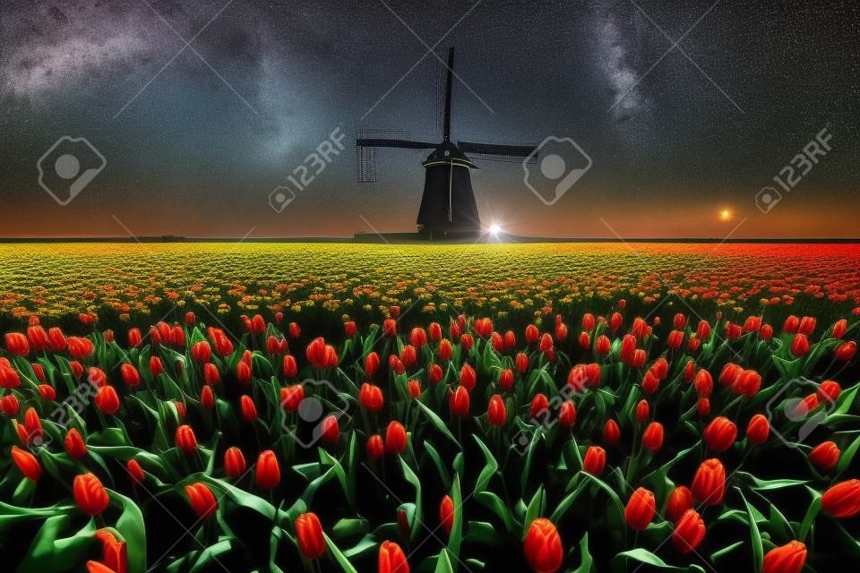 Campo nocturno de tulipanes y molino de viento. Paisaje con estrellas y flores. Vista tradicional de holanda