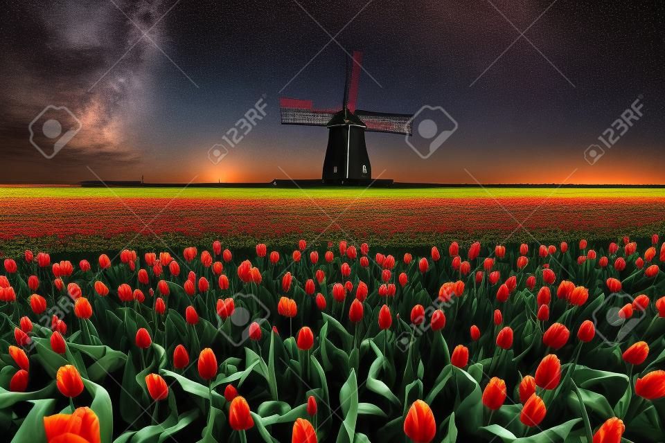 Campo nocturno de tulipanes y molino de viento. Paisaje con estrellas y flores. Vista tradicional de holanda