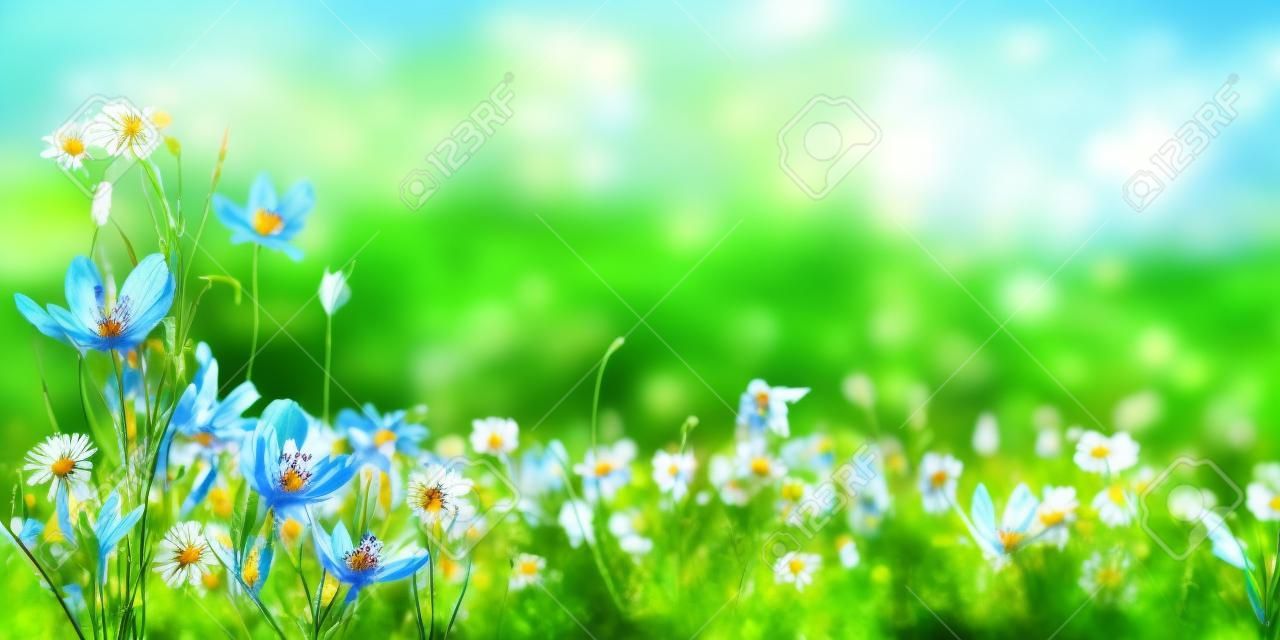 Nature background with wild flowers in green grass on meadow; selective focus. Spring wallpaper for greetings card design