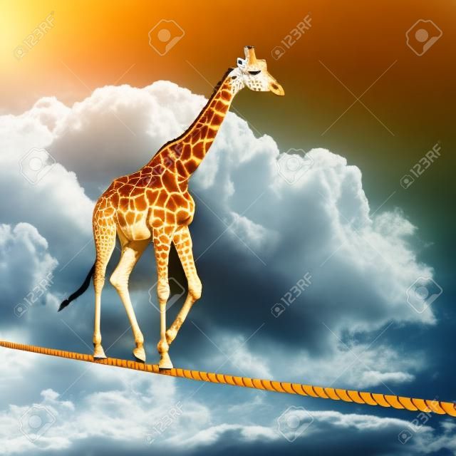Giraffe balancing on a tightrope concept for risk, conquering adversity and achievement