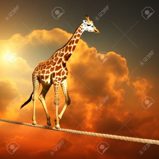 Giraffe balancing on a tightrope concept for risk, conquering adversity and achievement