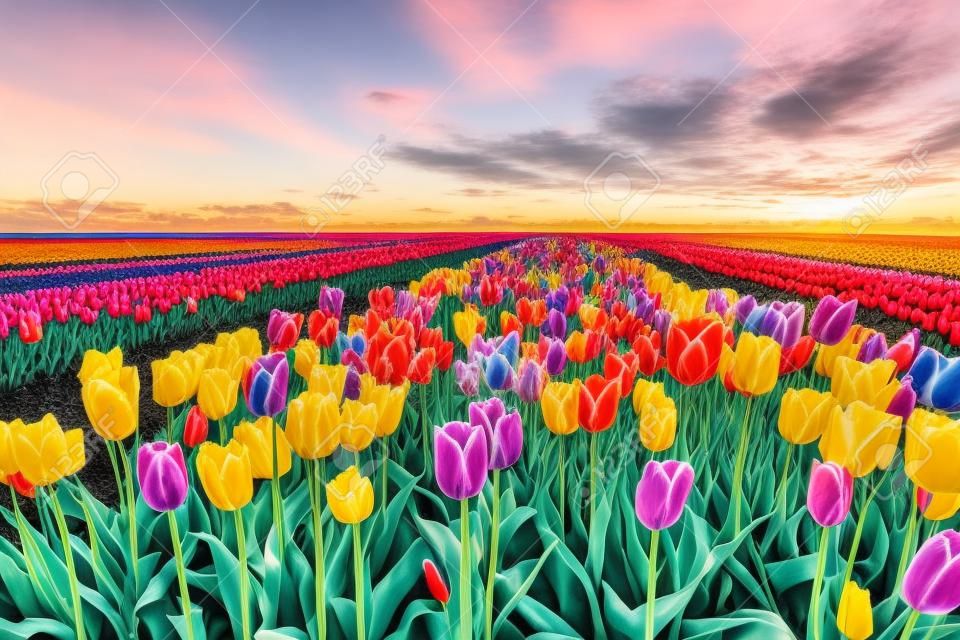 kleurrijke tulpenvelden in Nederland tijdens de lente, Flevoland Noordoostpolder kleurrijke tulpenvlekken met een blauwe bewolkte lucht tijdens de schemering