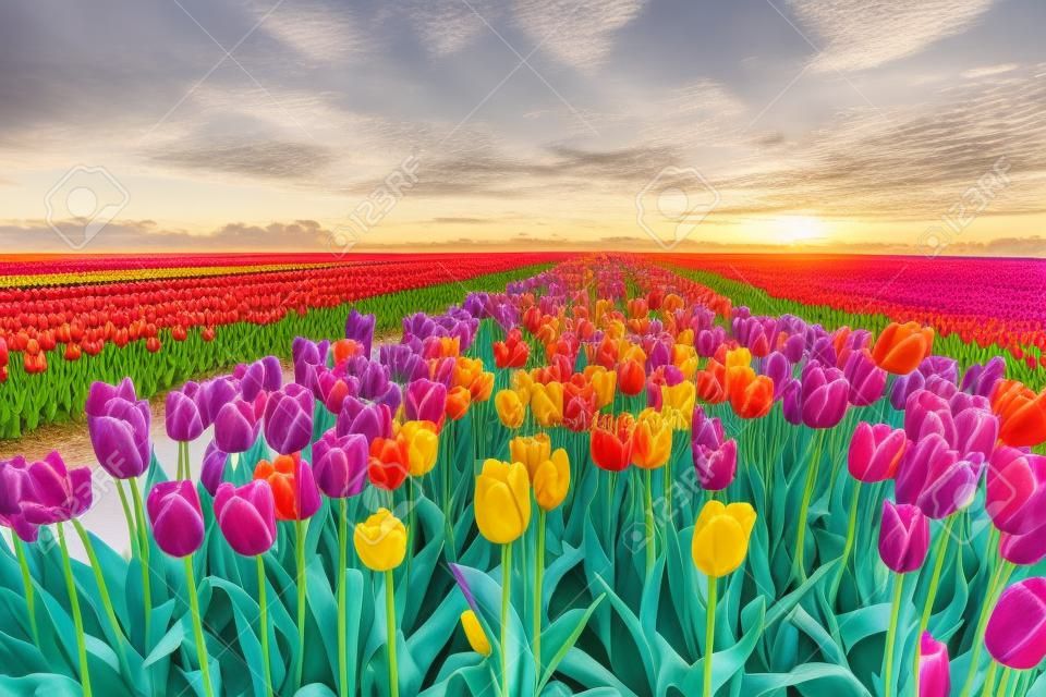 colorful tulip fields in the Netherlands during Spring, Flevoland Noordoostpolder colourful tulip filds with a blue cloudy sky at dusk evening