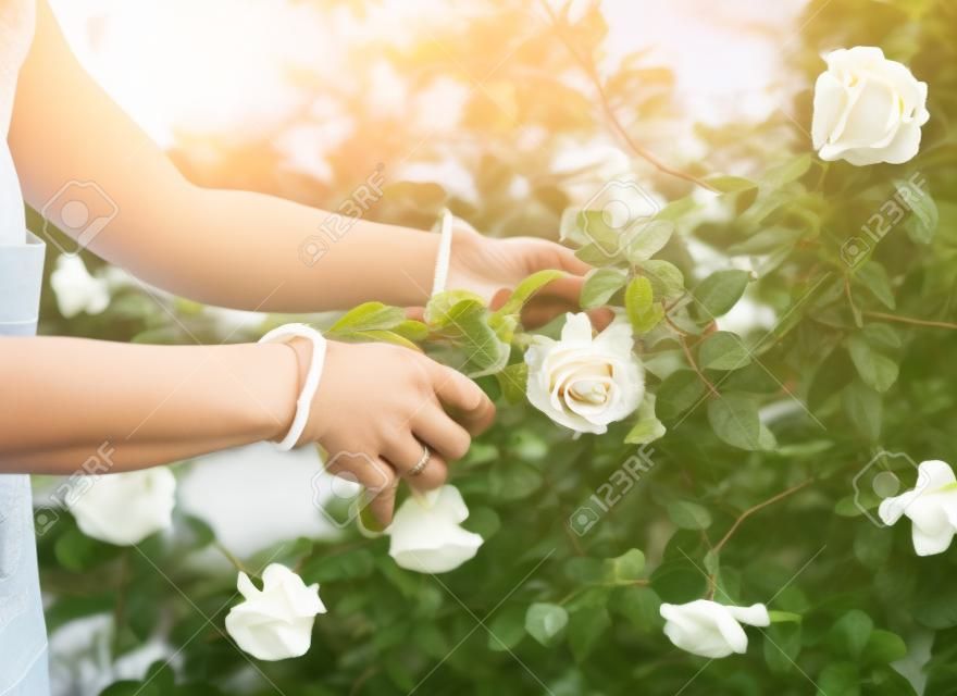 Woman picking fresh white roses on a bush in her garden during spring in a close up view of her hands and the pruning shears