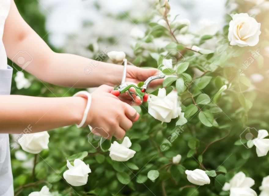 Woman picking fresh white roses on a bush in her garden during spring in a close up view of her hands and the pruning shears
