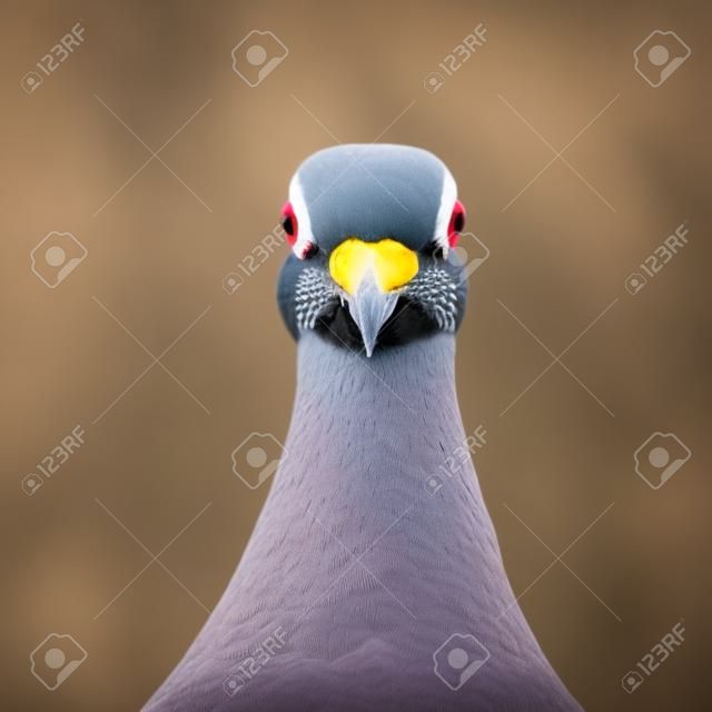 Un piccione viaggiatore in posa davanti all'obiettivo della telecamera