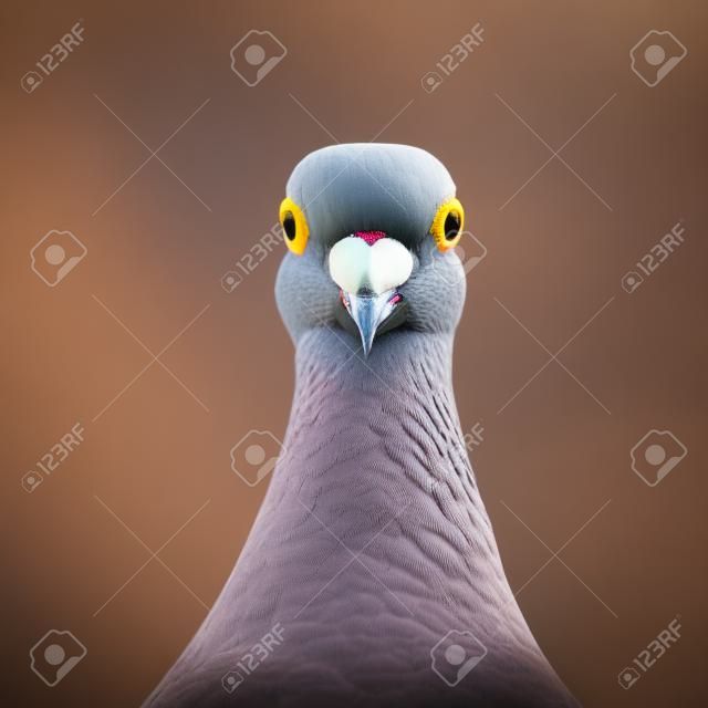 Um pombo de corrida posa na frente da lente da câmera