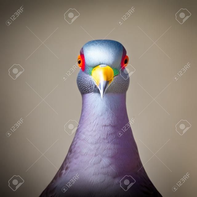 Un piccione viaggiatore in posa davanti all'obiettivo della telecamera