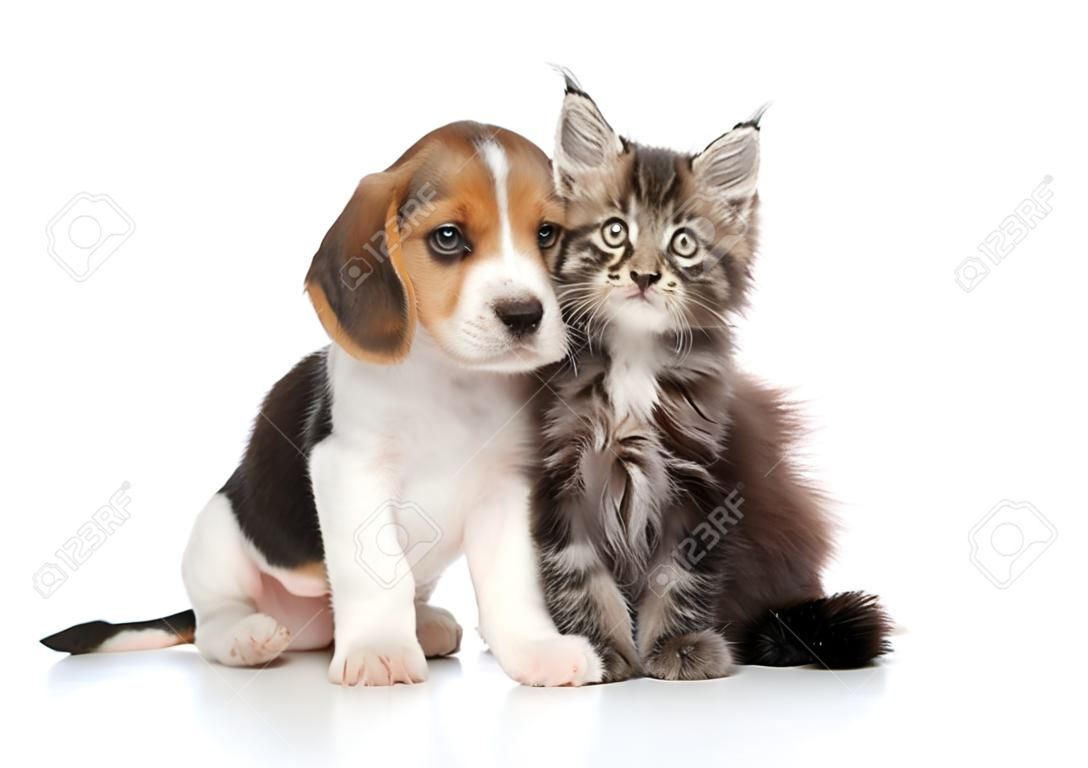 Beagle Welpe und Maine-Coon Kätzchen auf weißem Hintergrund. Tierbabythema
