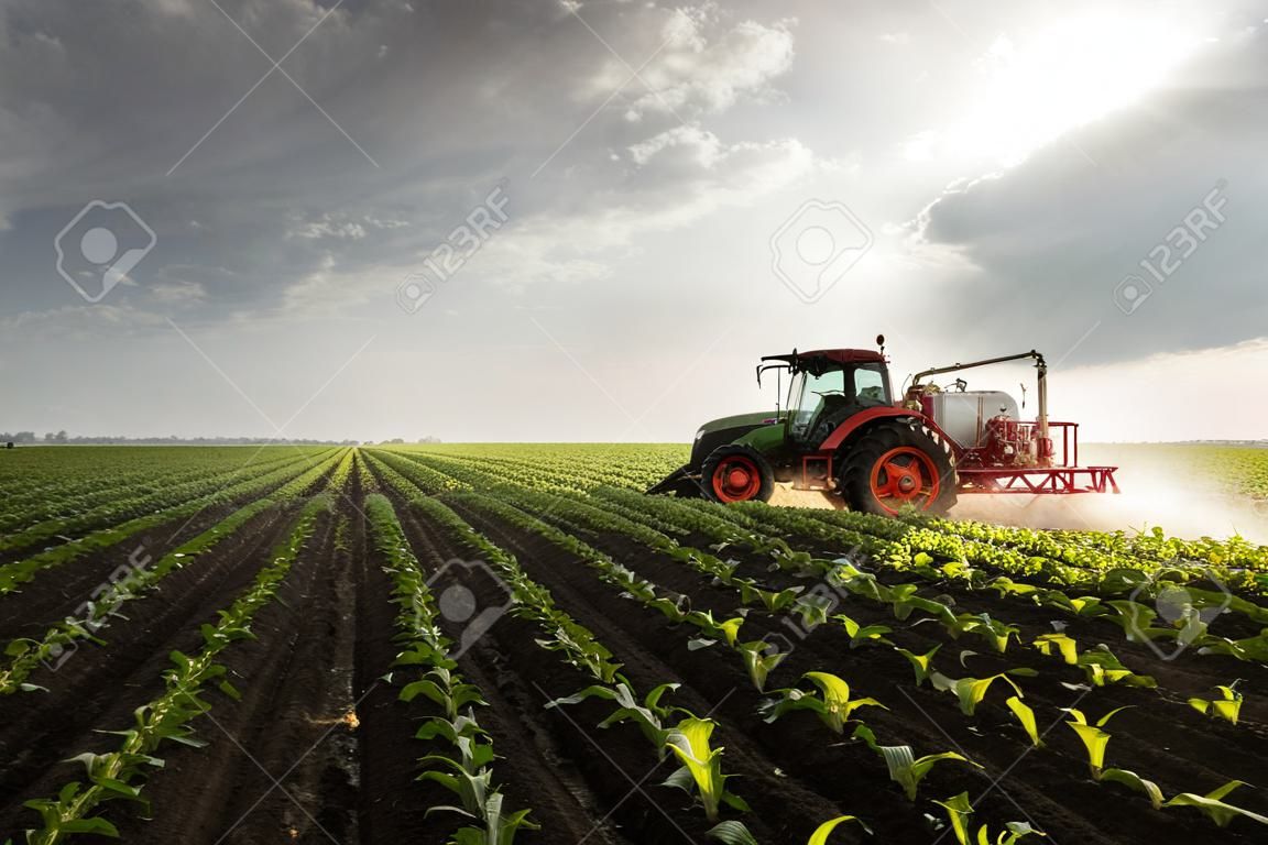 Pesticidas de pulverização de trator no campo de milho com pulverizador na primavera