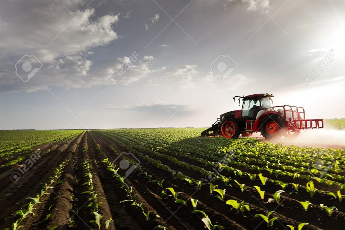 Pesticidas de pulverização de trator no campo de milho com pulverizador na primavera
