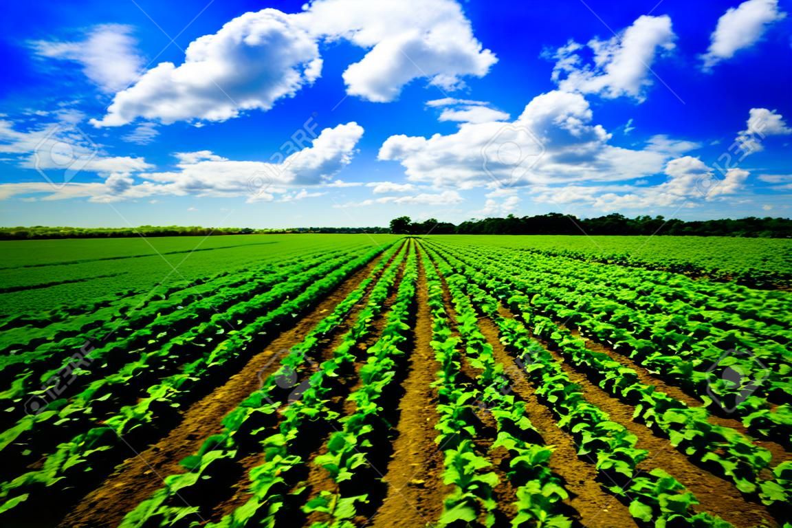 新鮮增長的農業菜地的景觀視野。