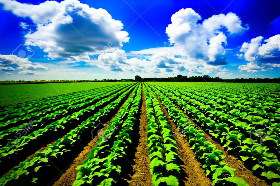 Пейзаж зрения свеже растущего сельского хозяйства растительного поля.