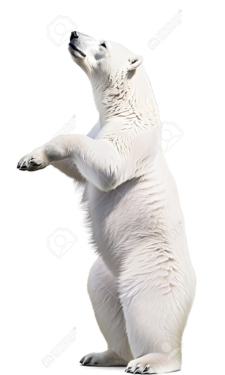 Kırmızı Noel şapkalı beyaz kutup ayısı. isolated on white background