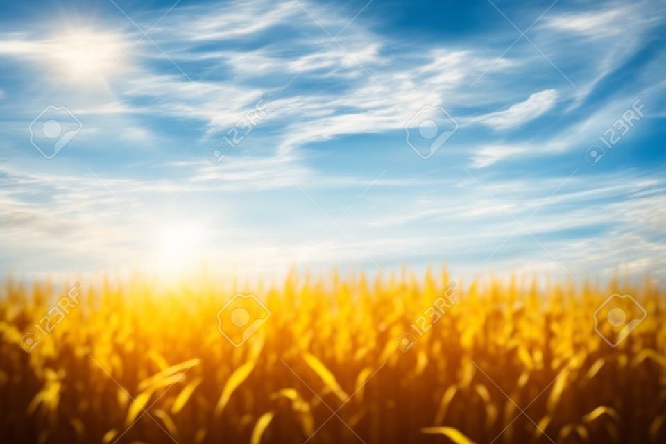 Veld van maïs in de zon met een blauwe lucht en wolken