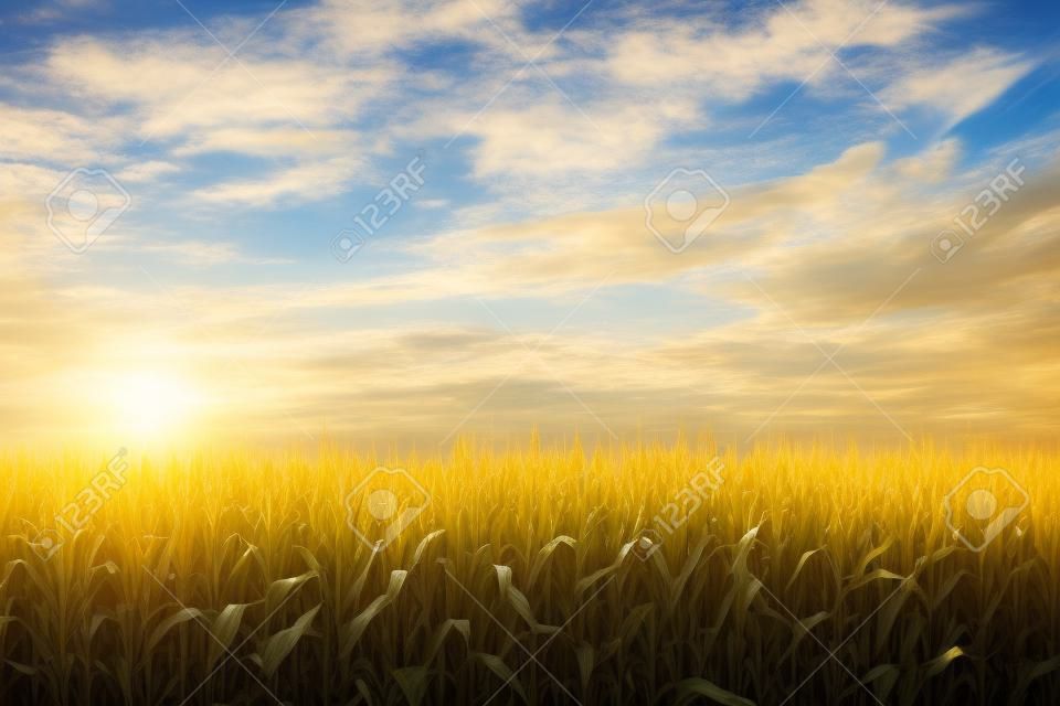 Veld van maïs in de zon met een blauwe lucht en wolken