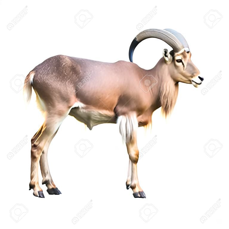 The barbary sheep isolated on white 