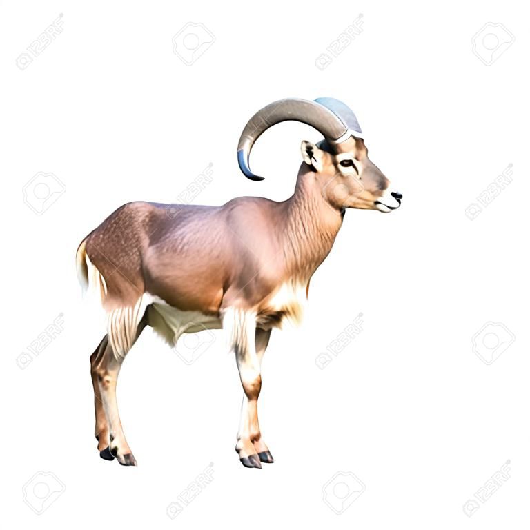 The barbary sheep isolated on white 