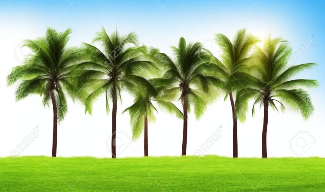 Línea de árboles de coco y pastizales aislado en fondo blanco