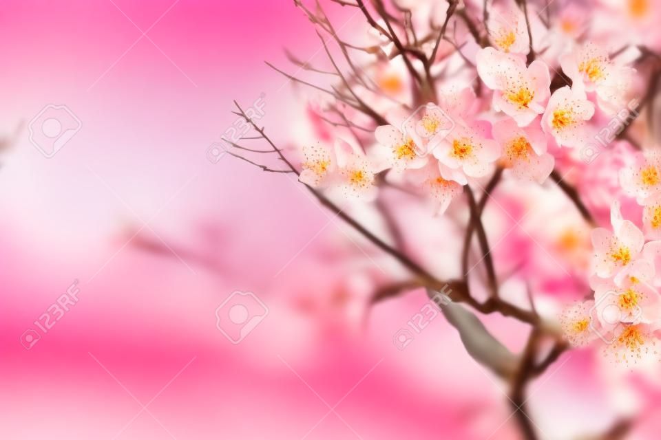  peach bloom garden view  background - Image