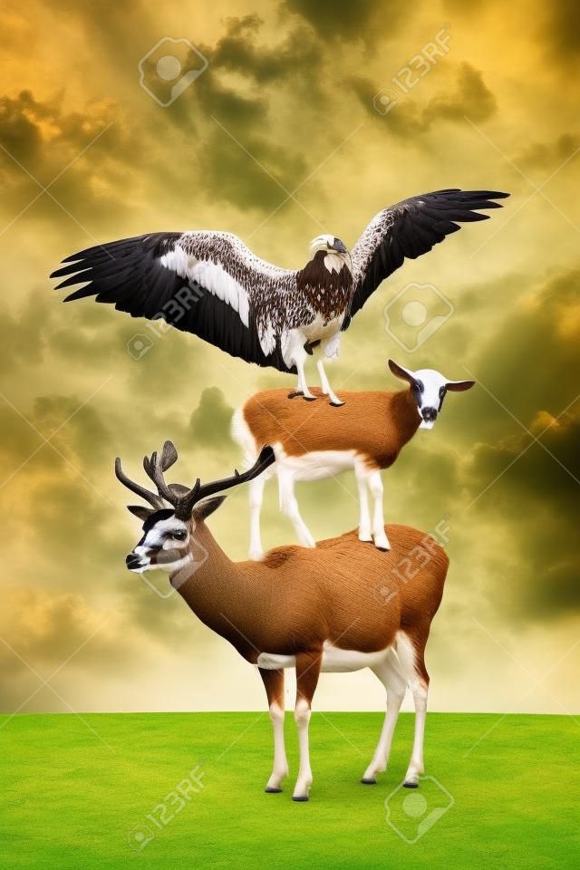 Divertido collage de tres animales (ciervo, águila y cabra) parados en una pirámide acrobática con truco.