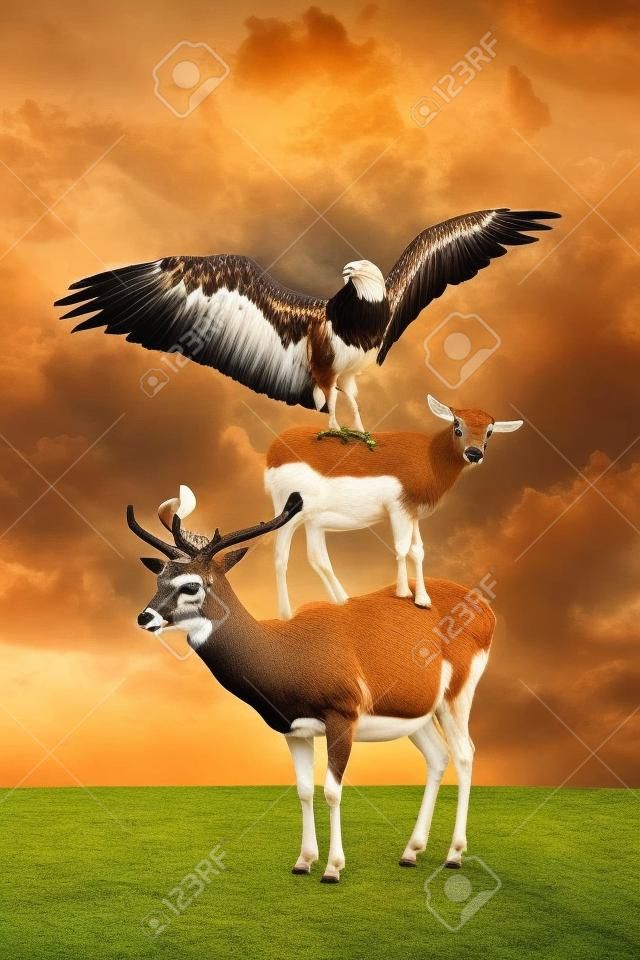 Divertido collage de tres animales (ciervo, águila y cabra) parados en una pirámide acrobática con truco.
