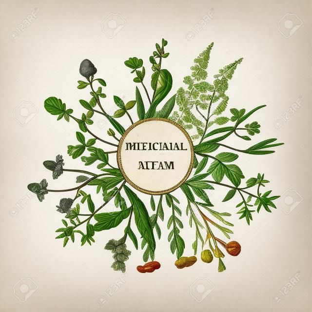 Vintage collection of medical herbs. Hand drawn botanical illustration