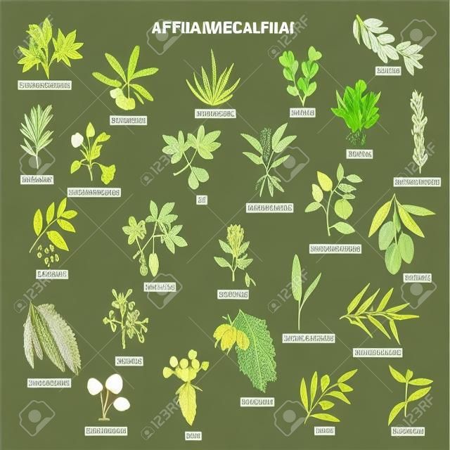 아프리카 약용 식물