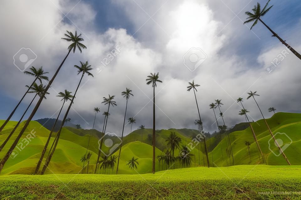 Landscape of wax palm trees in Cocora Valley near Salento Quindio, Colombia
