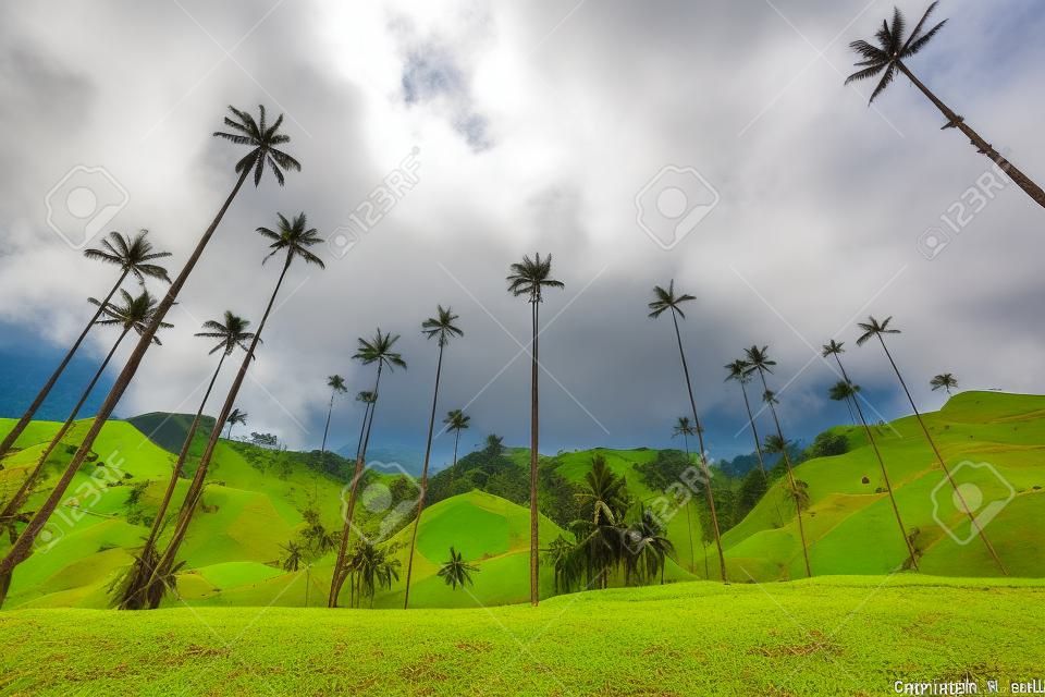 Landscape of wax palm trees in Cocora Valley near Salento Quindio, Colombia