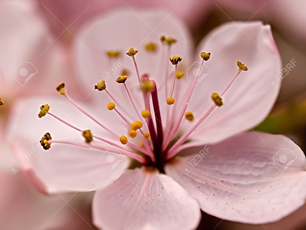 Macro de una flor rosa desde un árbol