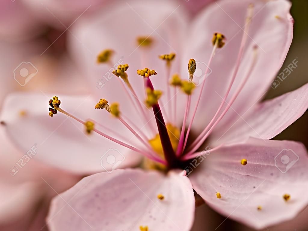 나무에서 핑크 꽃의 매크로