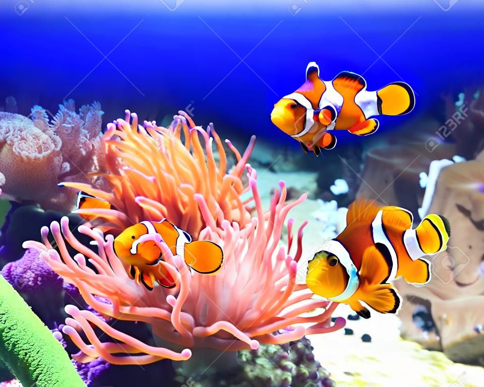 Morski anemon i clown ryb w oceanie