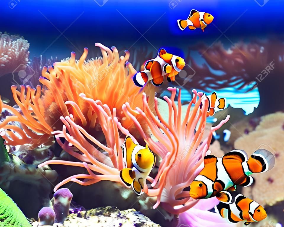 anémone de mer et le poisson clown dans l'océan