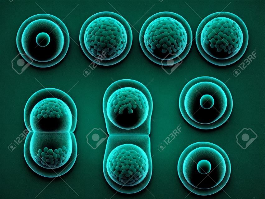 Proceso de mitosis, división celular. Aislado en el fondo negro. Render 3d