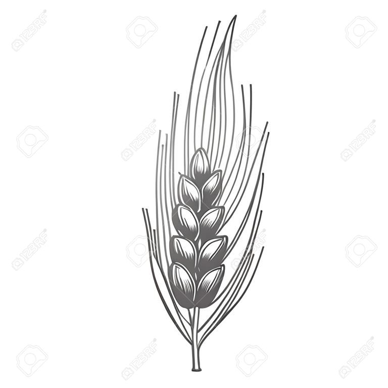 小麦パンの耳シリアル作物のスケッチ手描きベクトルイラスト。白い背景に分離された黒い耳。グルテン食品成分彫刻レトロなヴィンテージスタイル。