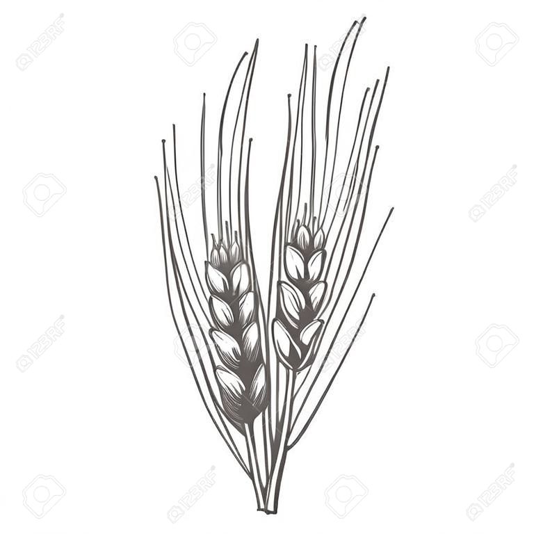 Pain de blé oreilles céréales récolte croquis illustration vectorielle dessinés à la main. Oreille noire isolée sur fond blanc. Ingrédient alimentaire gluten gravure style vintage rétro.